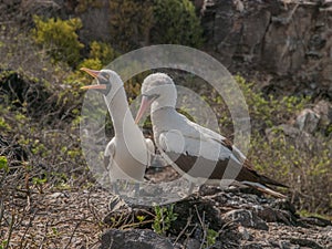 Pair of Blue Footed Boobies