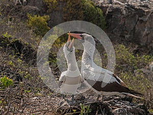 Pair of Blue Footed Boobies