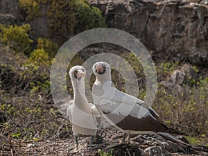 Pair of Blue Footed Boobies