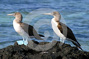 Pair of Blue Footed Boobies photo