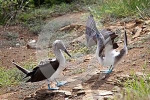 Pair of blue footed boobies performing mating dance