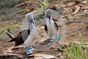 Pair of blue footed boobies performing mating dance