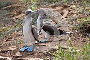 Pair of blue footed boobies performing mating dance