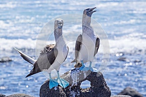 Pair of Blue-footed Boobies by the Sea 2