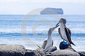 Pair of Blue-footed Boobies by the Sea 3
