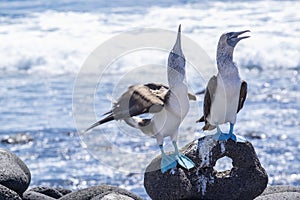 Pair of Blue-footed Boobies by the Sea 5 photo