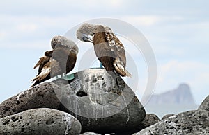 Pair of Blue-footed Booby (Sula nebouxii)