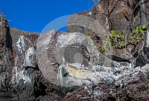 Pair of Blue Footed Boobys on a Galapagos Island Wall