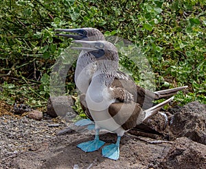 Pair of Blue Footed Boobys