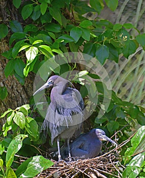 A pair of Blue Herons seen on their nest.