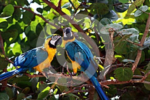 Pair of Blue Macaw Parrots