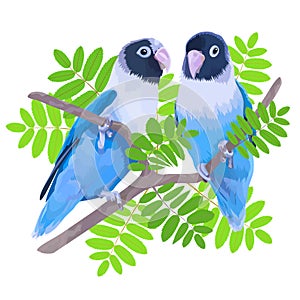 Pair of blue masked lovebirds