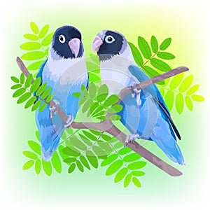 Pair of blue masked lovebirds