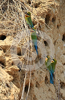 Pair of blue Tailed Bee Eater