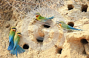 Pair of Blue Tailed Bee Eater