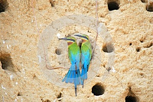 Pair of Blue Tailed Bee Eater