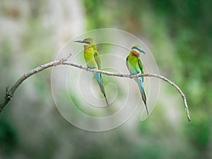 A pair of Blue-tailed bee-eater sitting on a branch and playing with themself.