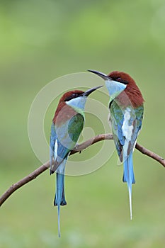 Pair of Blue-throated bee-eater perching on stick catching flying wasp in open land during migration to Thailand