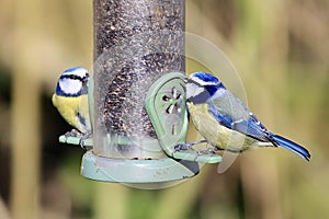 Pair of blue tits at bird feeder photo