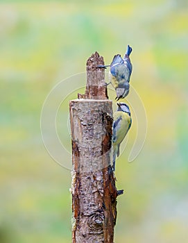 Pair of Blue Tits, Cyanistes caeruleus, hanging from a tree trunk and luring each other by offering food