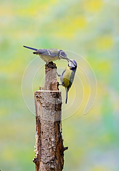 Pair of Blue Tits, Cyanistes caeruleus, hanging from a tree trunk and luring each other by offering food