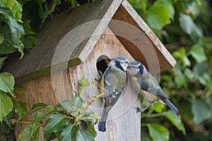 A pair of Blue Tits perched on a nesting box