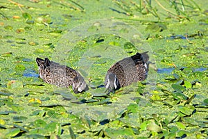 Pair of Blue-winged Teal