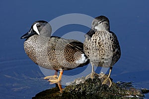 Pair of Blue-winged Teal