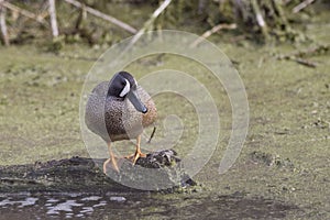 Pair of Blue-winged Teal, Anas discors