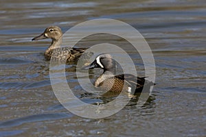 Pair of Blue-winged Teal, Anas discors swimming