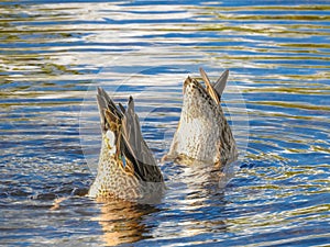 Pair of Blue-winged Teal Dabbling