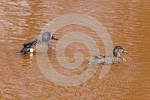 Pair of Blue-winged teal Spatula discors on a small stained lake in Wisconsin during spring.