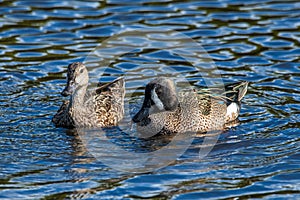 A pair of blue winged teals.