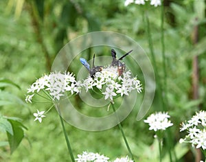 A Pair of Blue Winged Wasps, Scolia dubia, Feeding On Garlic Chive Blossoms.