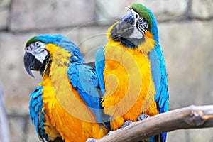 Pair of blue and yellow ara parrots.