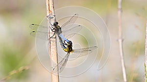 Pair of blue-yellow dragonflies mating on the stem of the reed