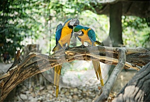 Pair of blue and yellow gold macaw parrot on wood