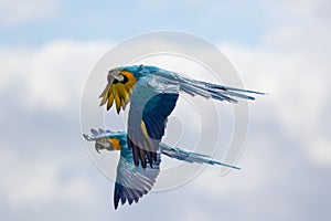 Pair of blue and yellow or gold macaws Ara ararauna in flight.