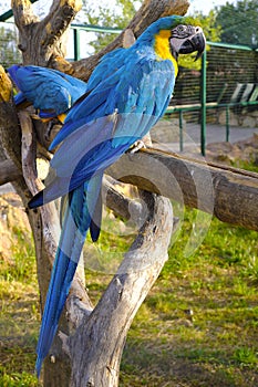 Pair of Blue-and-yellow macaw parrot birds, known also as Blue-and-gold macaw, Ara ararauna, in a zoological garden