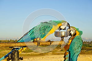 A pair of blue-and-yellow macaw parrots.