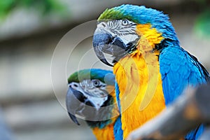 A pair of blue-and-yellow macaws.