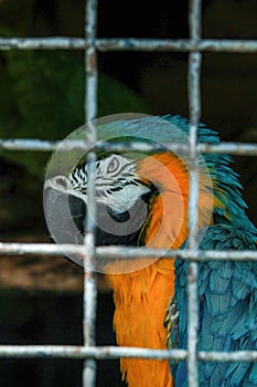 A pair of blue-and-yellow macaws - ara ararauna - blue-and-gold climbing on the rope. yellow-blue macaw sits in a cage at the zoo