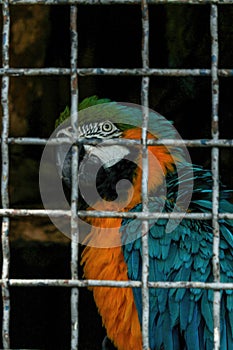 A pair of blue-and-yellow macaws - ara ararauna - blue-and-gold climbing on the rope. yellow-blue macaw sits in a cage at the zoo