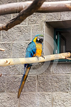 A pair of blue-and-yellow macaws ara ararauna perched in the jungle.