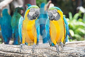 A pair of blue-and-yellow macaws perched in the jungle.