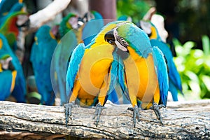 A pair of blue-and-yellow macaws perching at wood branch in jungle. Colorful macaw birds in forest