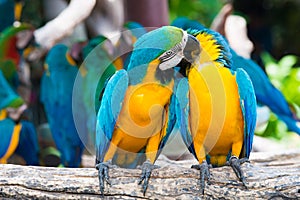 A pair of blue-and-yellow macaws perching at wood branch in jungle. Colorful macaw birds in forest