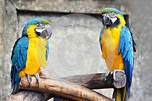 A pair of blue-yellow parrots (ara,macaws) sitting on a baranch in jungle