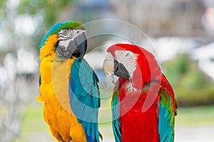 Pair of blue-yellow and red macaw parrots on a branch in the park