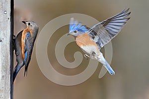 Pair Of Bluebirds